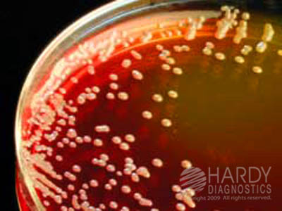 BCSA For Burkholderia Cepaciae