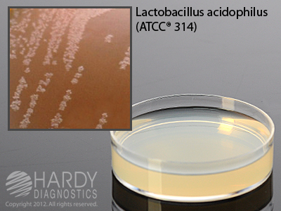 Barney Miller Medium