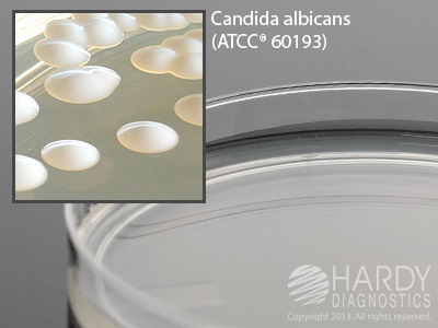 Czapek Dox Agar, deep fill, 15x100mm plate