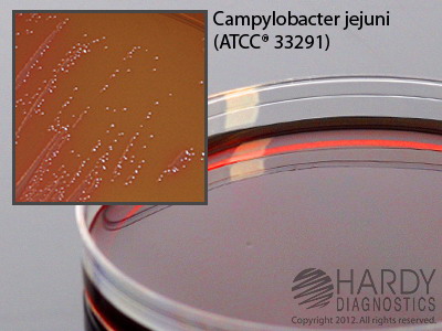 Campy FDA Agar