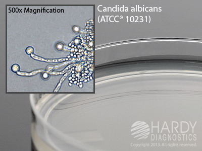 Corn Meal Agar With Tween 80