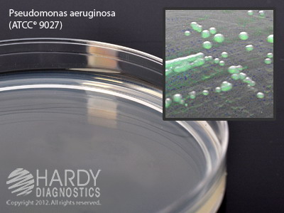 Cetrimide Select Agar