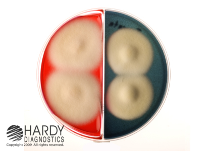 Derm-Duet�, RSM/DTM, 15x100mm biplate