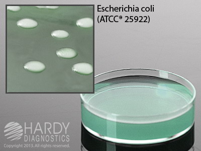 WL Differential Medium