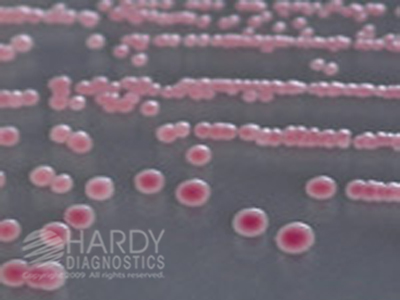 HardyCHROM™ E. coli O157