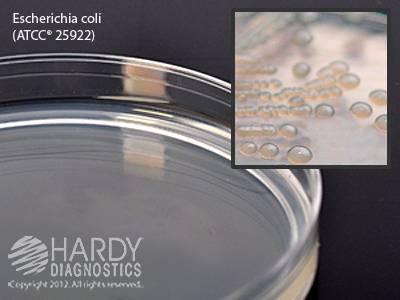 Letheen Agar, 15x100mm plate