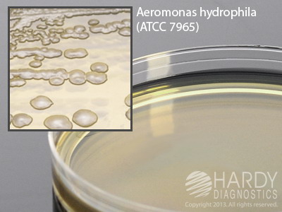 LB (Lennox L) Agar with Ampicillin