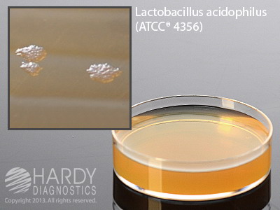 Lactobacilli MRS Agar with Cyclohexamide