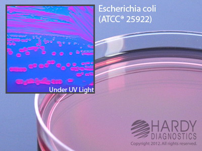 MacConkey Agar with MUG (methylumbelliferyl glucuronide)