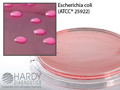 MacConkey Agar