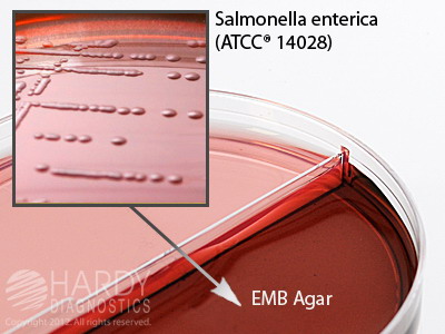 MacConkey/EMB Agar