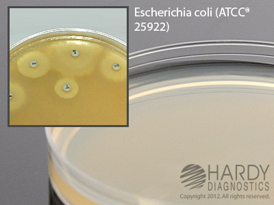 Mueller Hinton Agar, 20mL