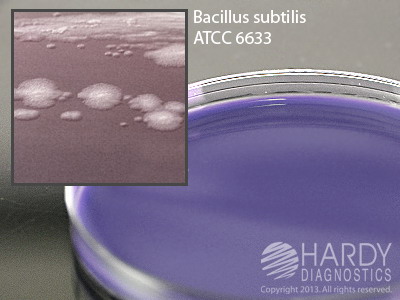 D/E Neutralizing Agar, 18mL