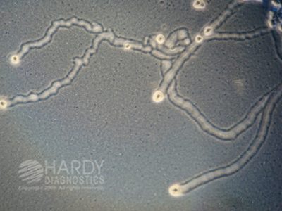 Non-Nutrient Agar Plate