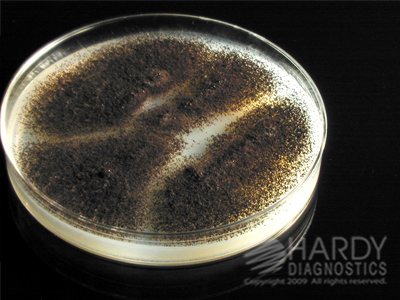 Potato Flake Agar