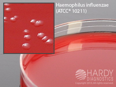 RTF Modified Casman Agar