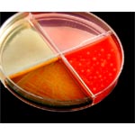 Respiratory Quad Plate