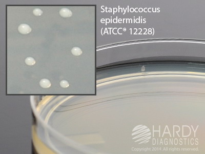 Standard Methods Agar