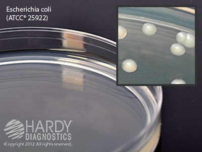 Standard Methods Agar