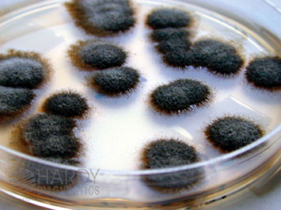 Stachybotrys Selective Agar