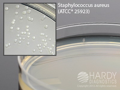 Tryptic Soy Agar (TSA) With Cycloheximide <b>MINIMUM ORDER: 10 packs