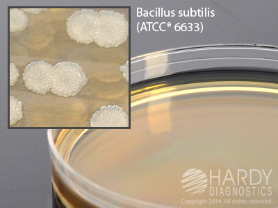 TSA with 6% Yeast Extract.