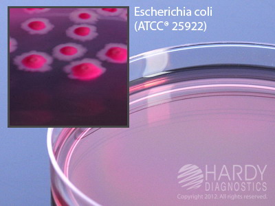 Violet Red Bile Agar <b>MINIMUM ORDER: 10 packs